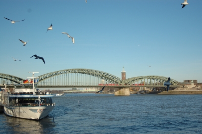 Köln Rhein Schiff Möwen