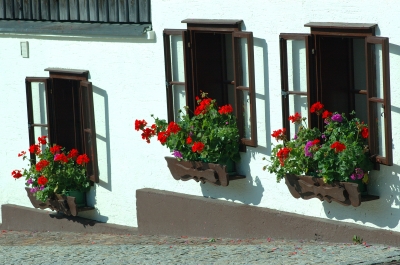 Fensterblumen Blumenfenster