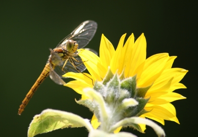 Libelle an Sonnenblume