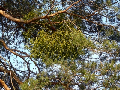 Mistel im Nadelbaum