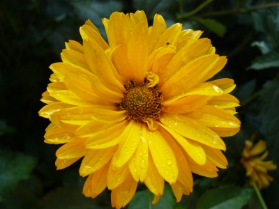 Mini Sonnenblume