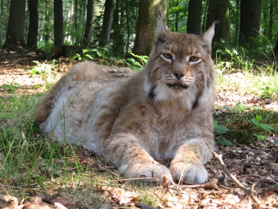 Luchs