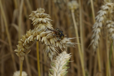 Kornfeld - Sommer 4