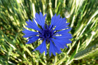 Kornblume im Weizenfeld