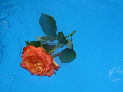 Rose im Wasser