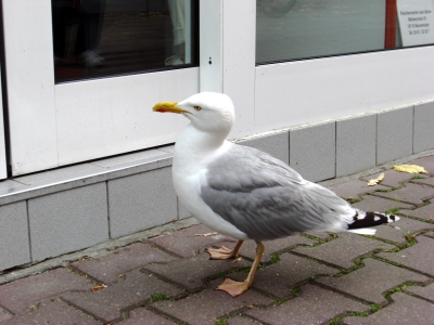 warten vor dem Fleischerladen