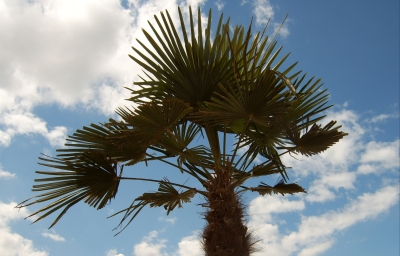 palme am strand