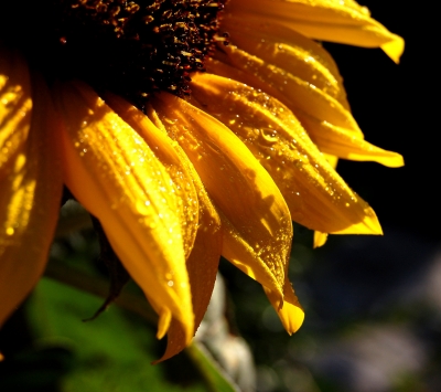 nasse sonnenblumenblätter