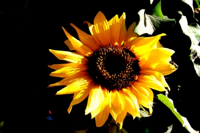 schatten an der sonnenblume
