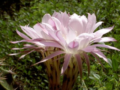 Echinopsis I