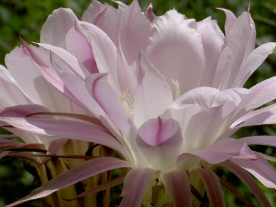 Echinopsis II