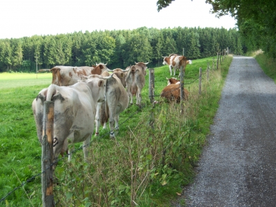 Kühe auf Wiese mit Weg