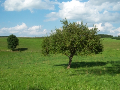 Ein Baum auf der Wiese