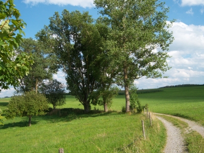 Bäume mit Feldweg