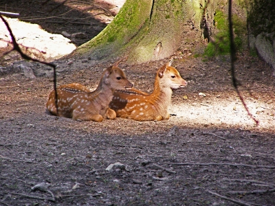 Zwei junge Hirsche