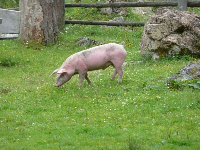 Schwein01