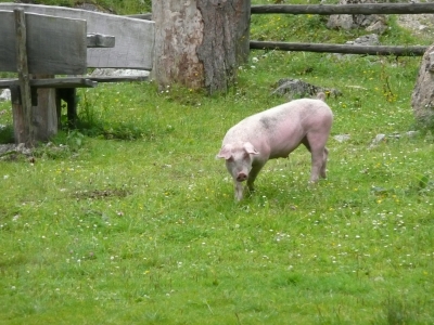 Schwein02