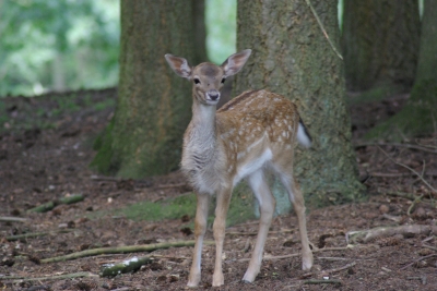 Bambi