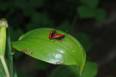 Rote Käfer
