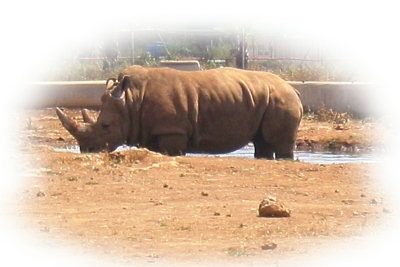 Ein Nashorn
