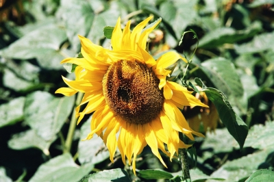 Sonnenblume aus Feldwirtschaft!