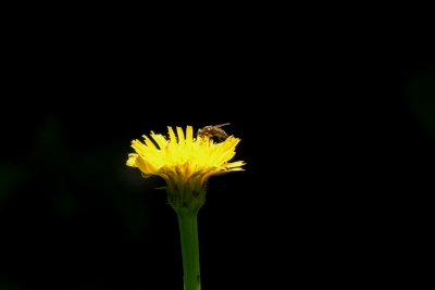 gelbe Blume mit Insekt