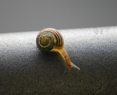 Schnecke