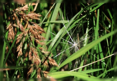 im Gras entdeckt