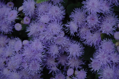 Blaue Blütenfülle