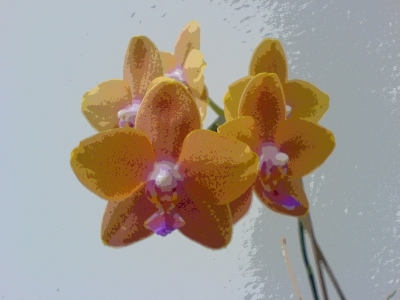 Orchidee