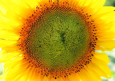 Sonnenblume