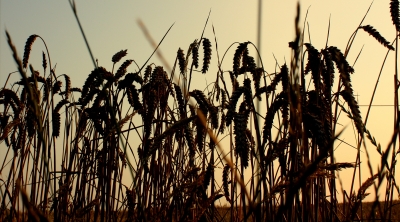 Ähren im Abendlicht