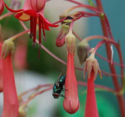 Ich steh auf Blüten