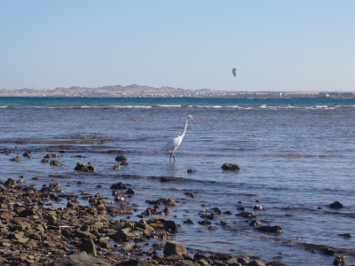 Wasservogel