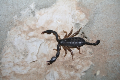 Skorpion in Kroatien
