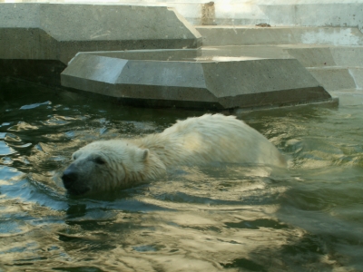 Schwimmbär (Eisbär)