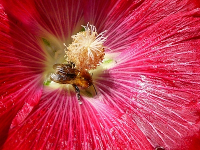 Stockrose mit Hummel