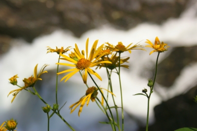 Blumen vor Wildwasser