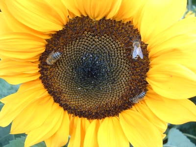 Sonnenblume Bienenoase 2