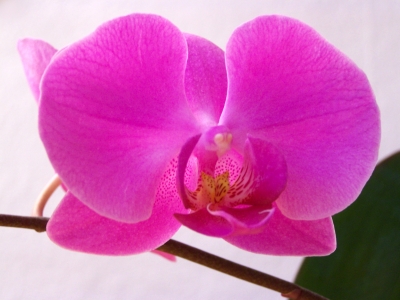 Orchideenblüte 3