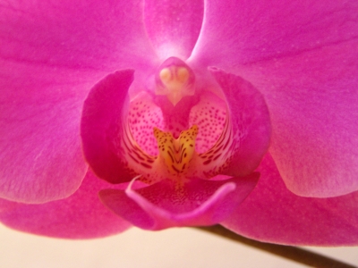 Orchideenblüte Makro