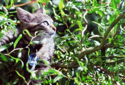 Eine Baumkatze