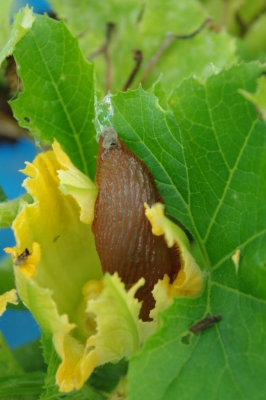 Schnecke in Zuchiniblüte