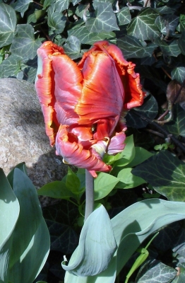 Erkrankte Tulpe