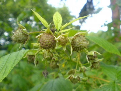 Himbeeren