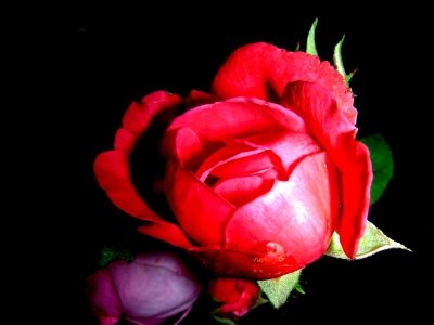 frisch erblühte Rose