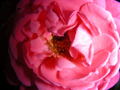 rosa Rosenblüte