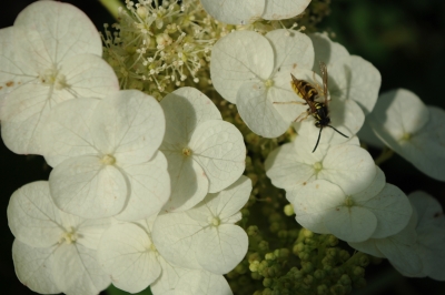 Wespe auf Hortensie