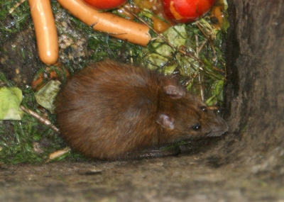 Hilfe Ratten in der Biotonne