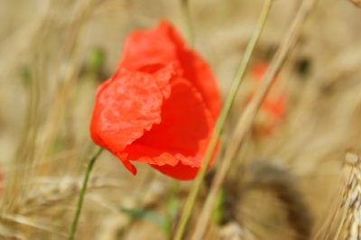 Klatschmohn